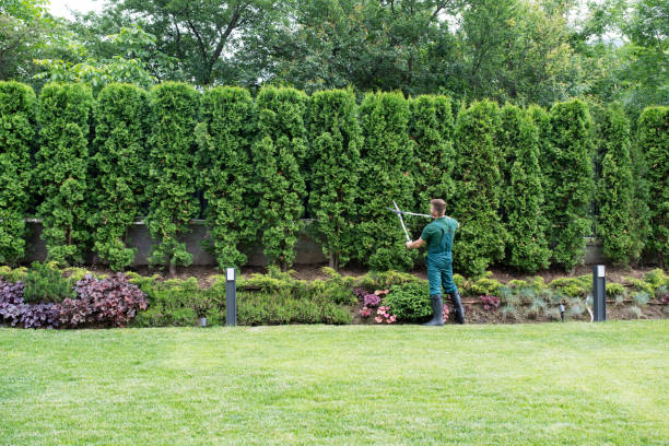 Best Tree Maintenance Programs  in Pomona Park, FL